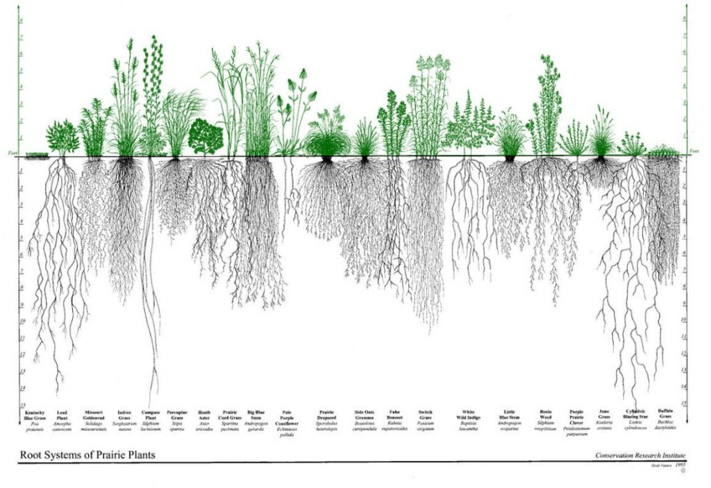 Root Systems of Prairie Plants 
